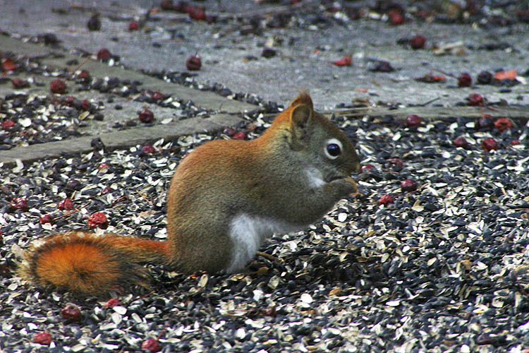 Squirrel Buffet