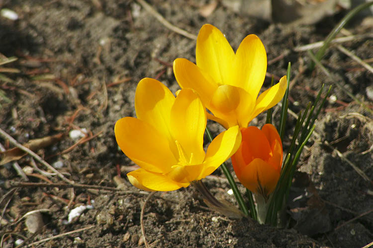 First Flowers