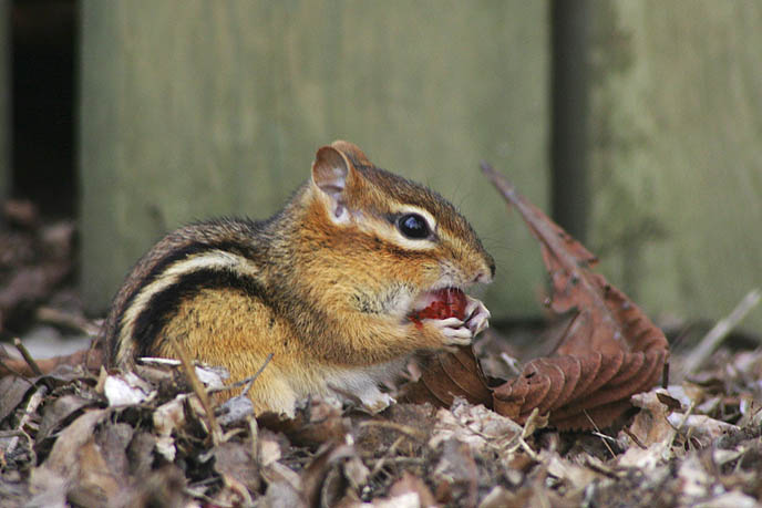 Chipmunk