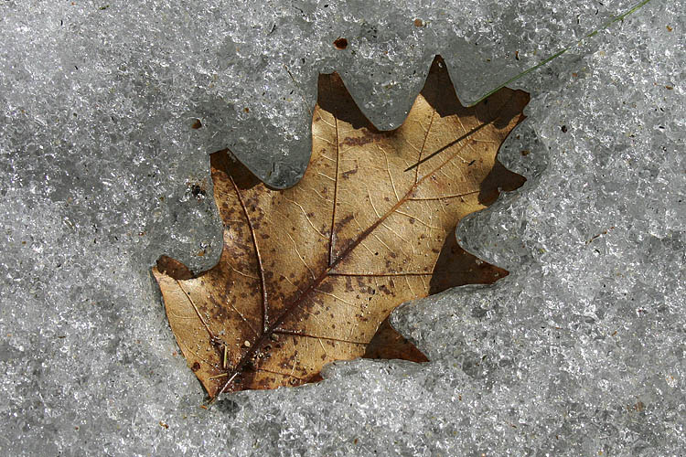 Winter\'s Last Stand