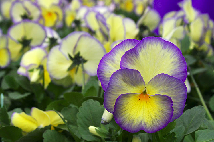 Pansies