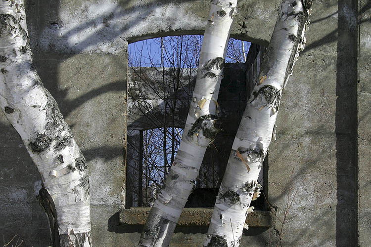 Forest Window