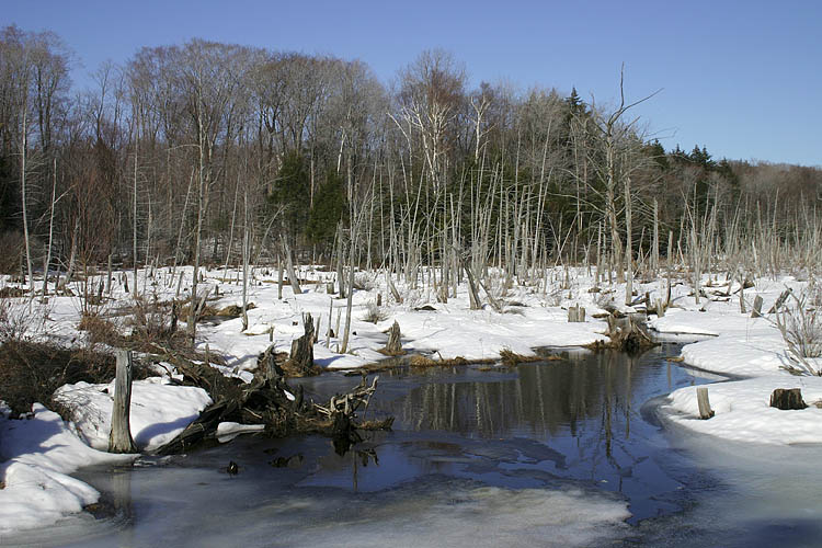 Spring in Muskoka