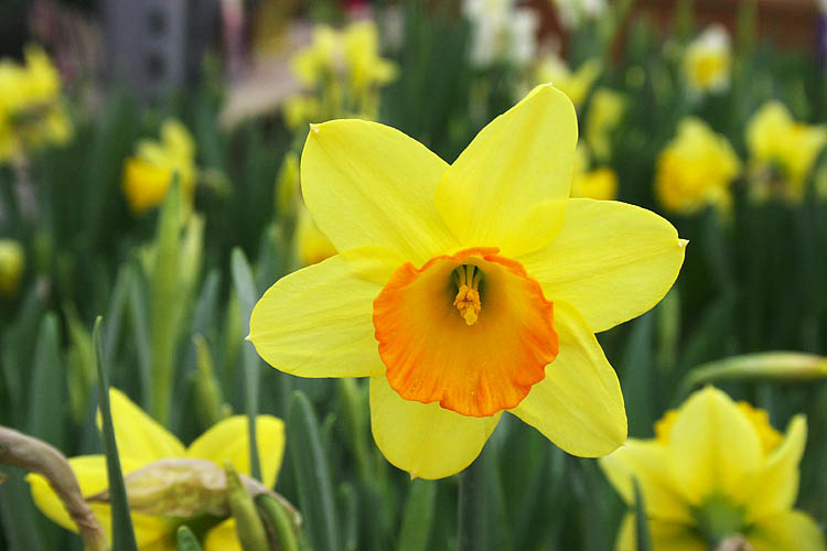 Daffodils