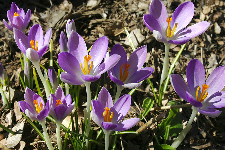 My Crocuses