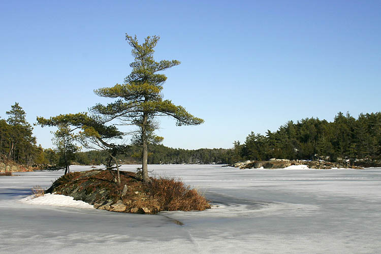 Island with Pines