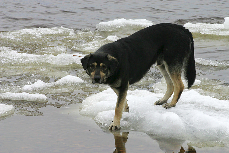 \"I\'m Here To Help With the Seal Hunt\"