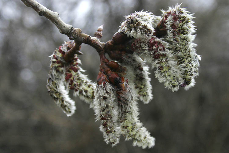 \"Drowned Caterpillars\"