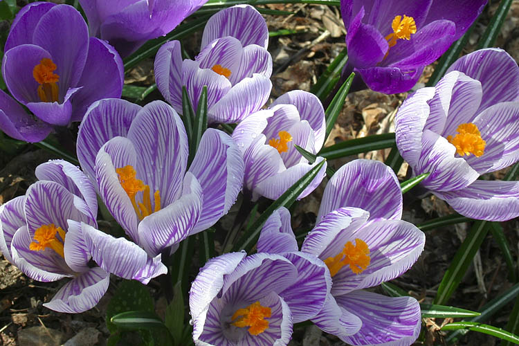 Crocuses