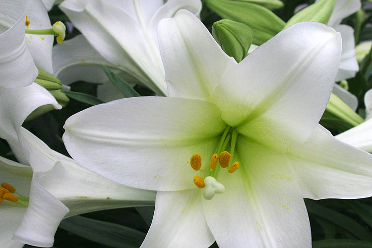 Easter Lily