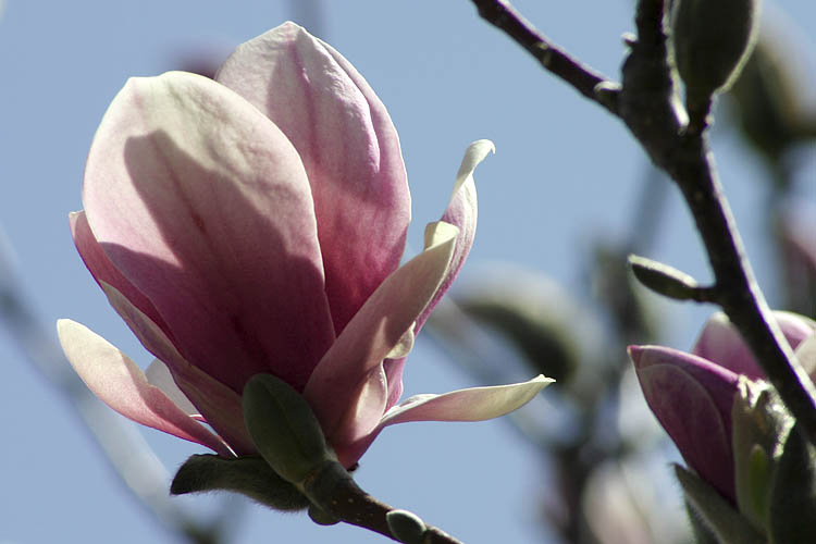 Magnolia