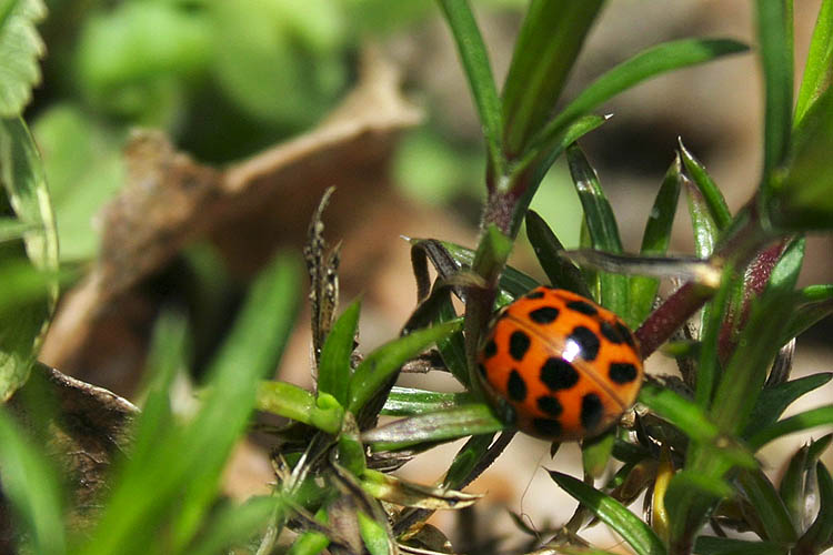 Ladybug