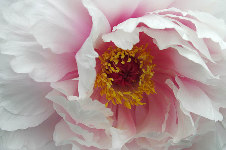 Tree Peony