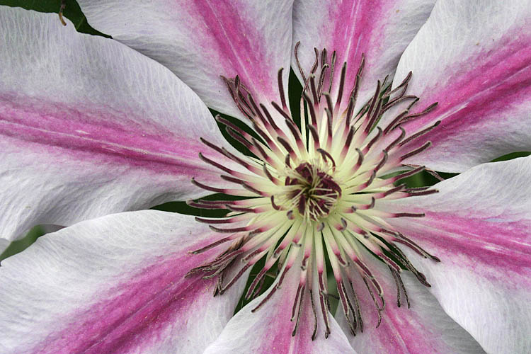 Clematis