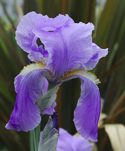 Iris