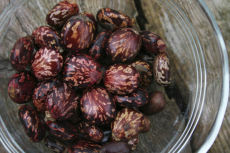 Castor Beans