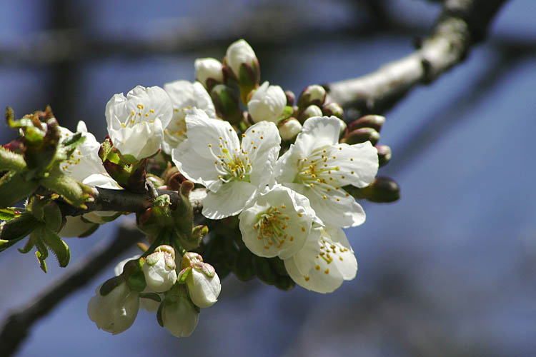 Cherry Blossoms
