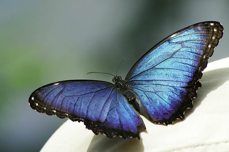 Blue Morpho