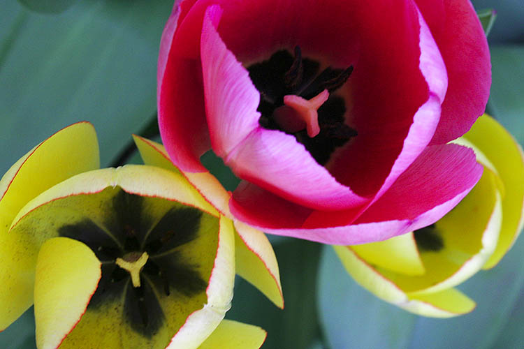 Tulips