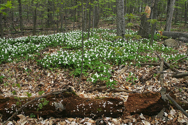 White Carpet