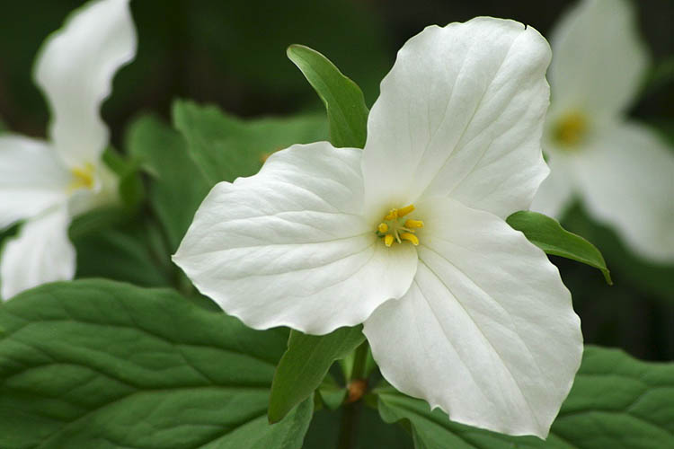 Trilliums