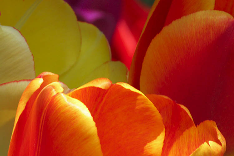 Tulips - Close Up