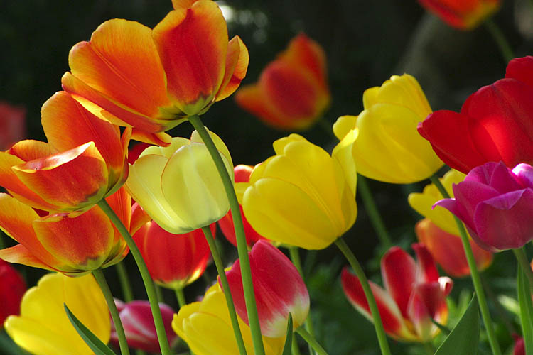 Tulips In My Garden