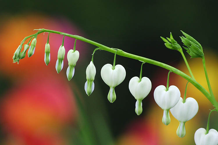 White Bleeding Heart
