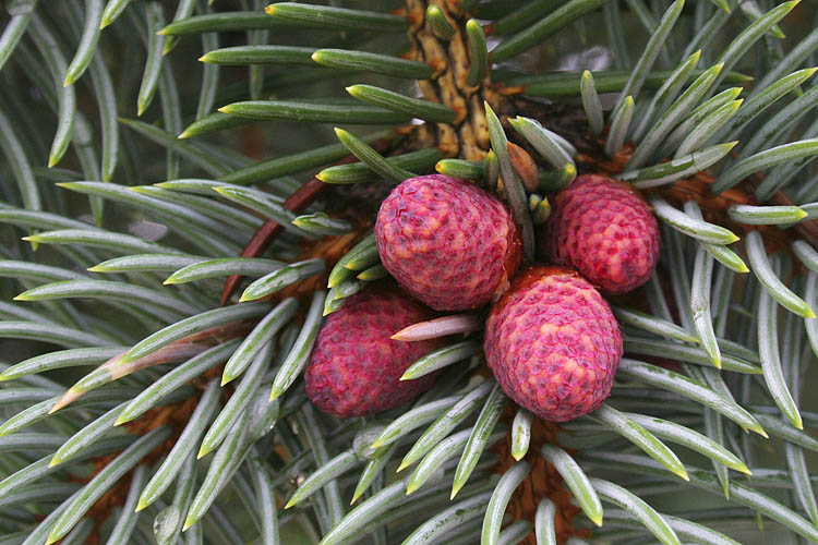 Blue Spruce Cones