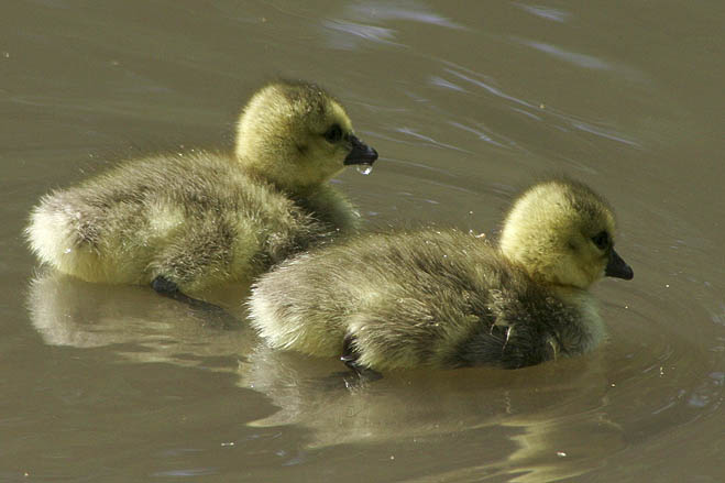 Goslings