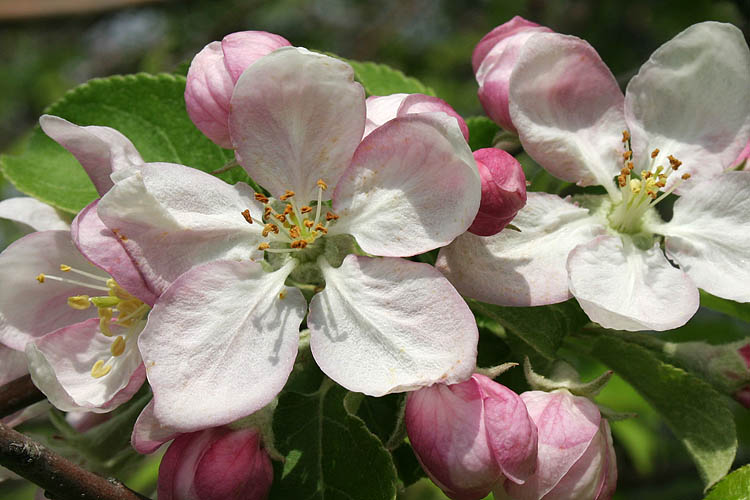 Apple Blossoms