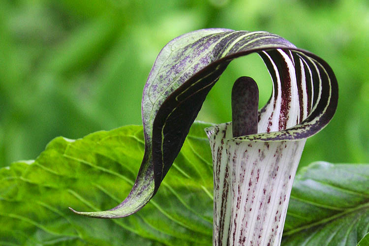 Jack-in-the-pulpit