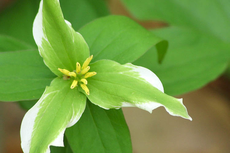 Green Trillium