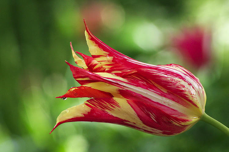 The Last Tulip