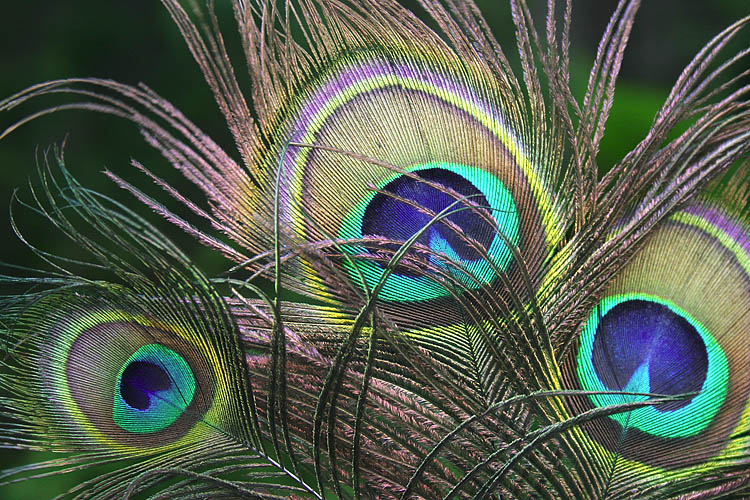 Peacock Feathers