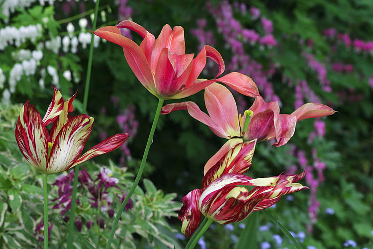 The Very Last Tulips