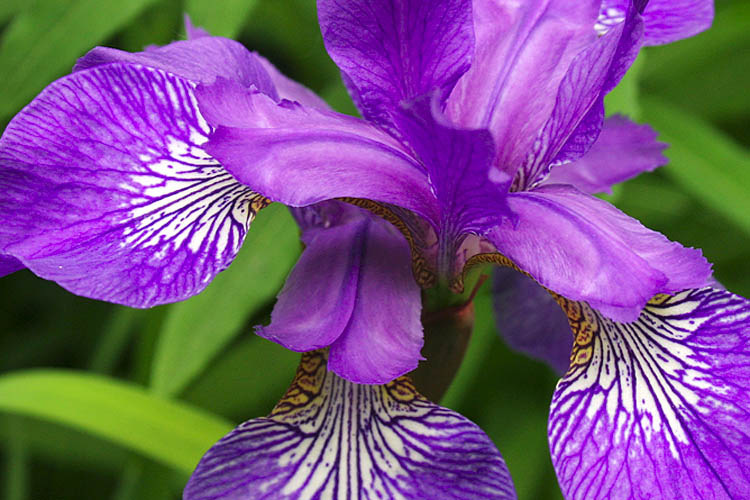 Iris