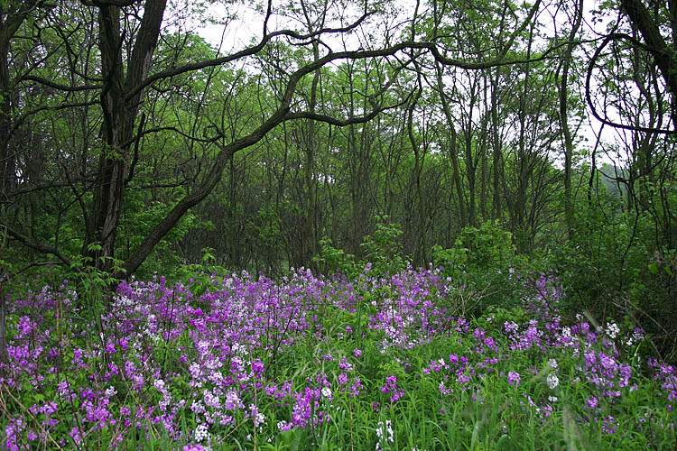 Wildflowers in the Rain