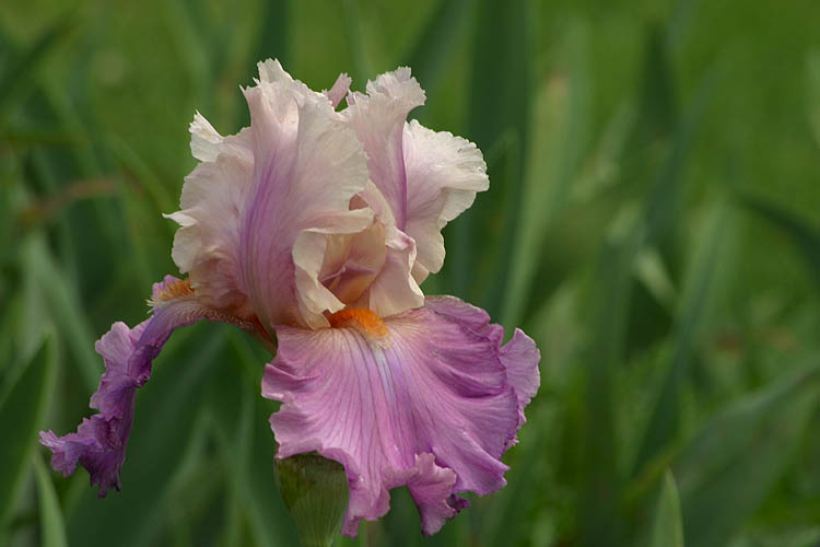 Pink Ruffles