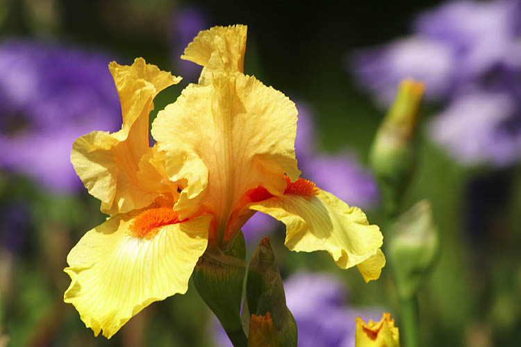 Yellow Iris