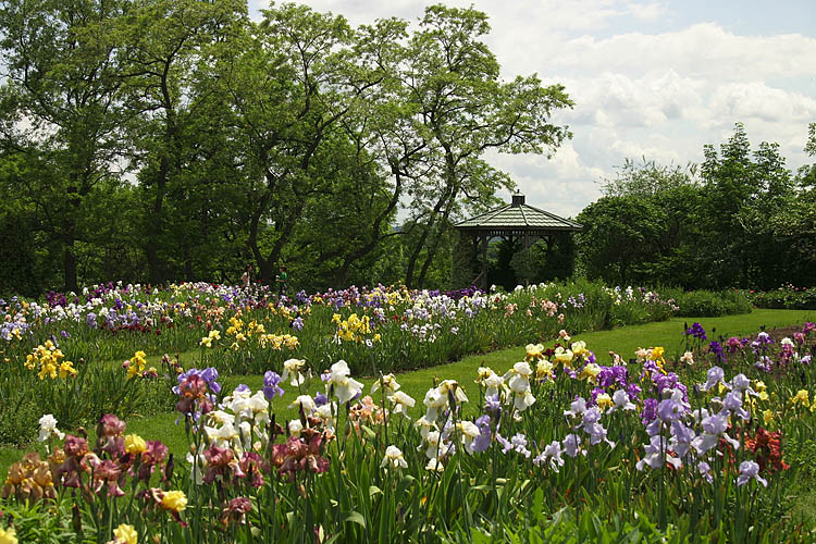 Gazebo Amongst the Irises