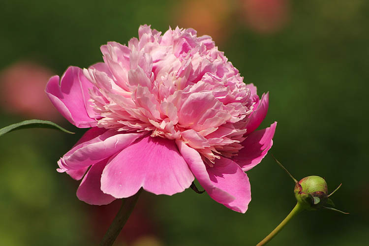 Peony