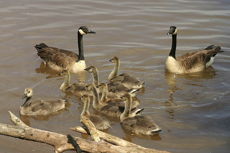 Growing Family