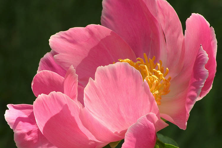 Single Peony