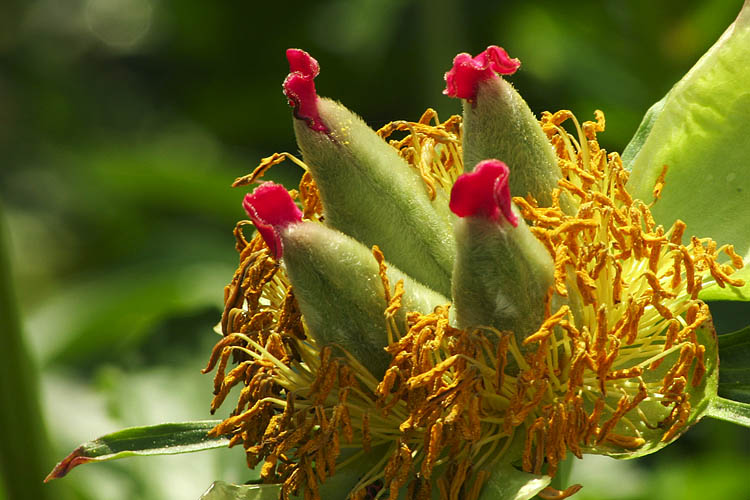 Going To Seed