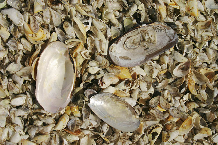 Shells