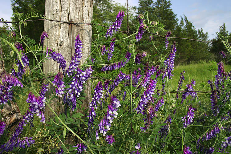 Vetch