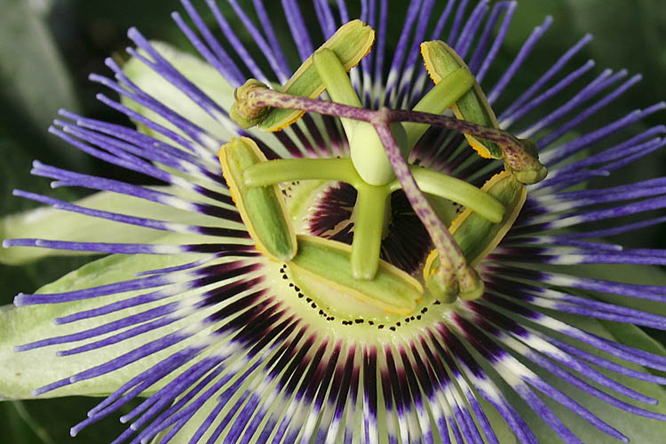 Passion Flower