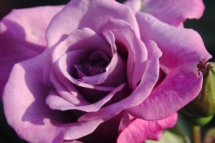 Lavender Rose