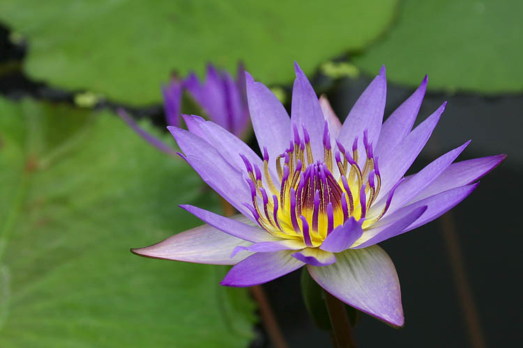 Blue Water Lily